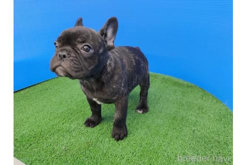 成約済の兵庫県のフレンチブルドッグ-159703の3枚目