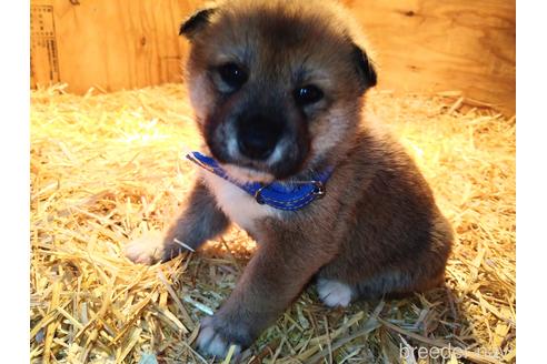 成約済の北海道の柴犬-164540の1枚目