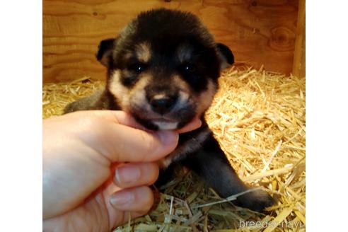 成約済の北海道の柴犬-164539の1枚目