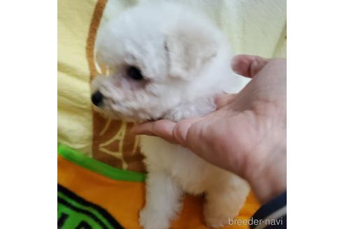成約済の広島県のトイプードル-161506の4枚目