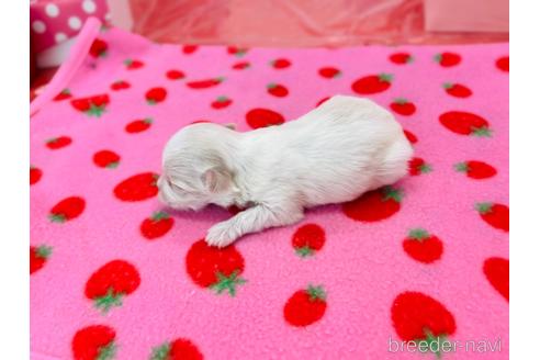 成約済の福岡県のマルチーズ-163850の4枚目