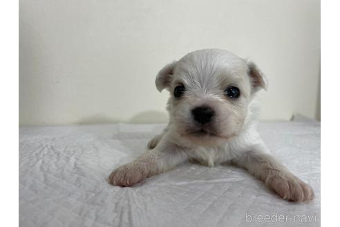 成約済の京都府のミックス犬-165632の1枚目