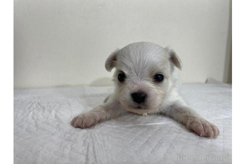 成約済の京都府のミックス犬-165632の6枚目