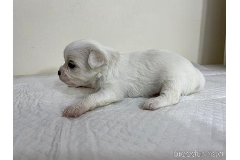 成約済の京都府のミックス犬-165632の5枚目