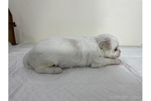 成約済の京都府のミックス犬-165632の4枚目
