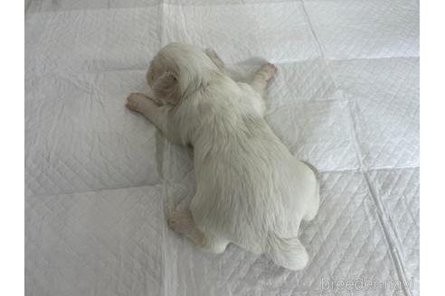 成約済の京都府のミックス犬-165632の3枚目