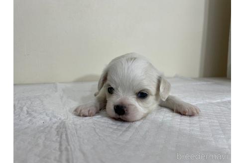 成約済の京都府のミックス犬-165633の1枚目