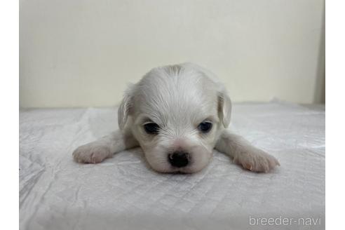 成約済の京都府のミックス犬-165633の6枚目
