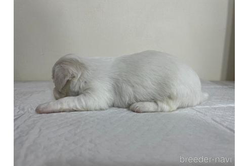 成約済の京都府のミックス犬-165633の5枚目