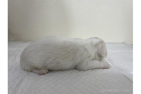 成約済の京都府のミックス犬-165633の4枚目