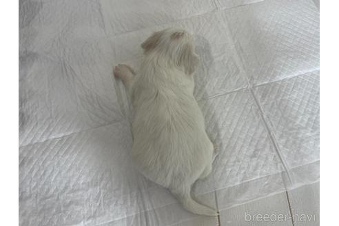 成約済の京都府のミックス犬-165633の3枚目