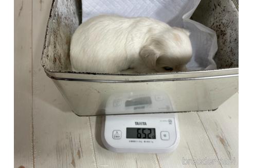 成約済の京都府のミックス犬-165633の2枚目