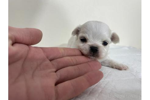 成約済の京都府のミックス犬-165637の6枚目