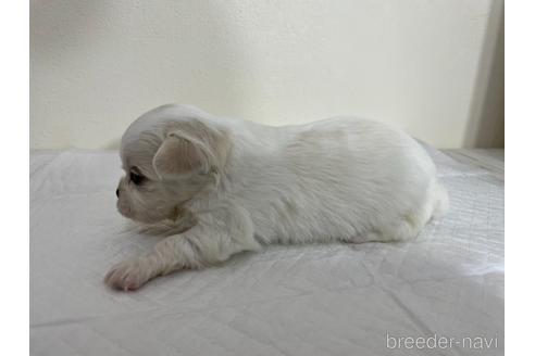 成約済の京都府のミックス犬-165637の5枚目