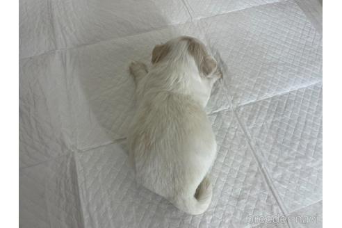 成約済の京都府のミックス犬-165637の3枚目