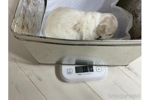 成約済の京都府のミックス犬-165637の2枚目