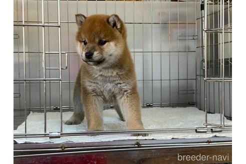 成約済の岡山県の柴犬-165663の3枚目