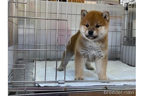 成約済の岡山県の柴犬-165663の4枚目