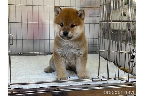 成約済の岡山県の柴犬-165663の5枚目