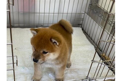 成約済の岡山県の柴犬-165663の2枚目