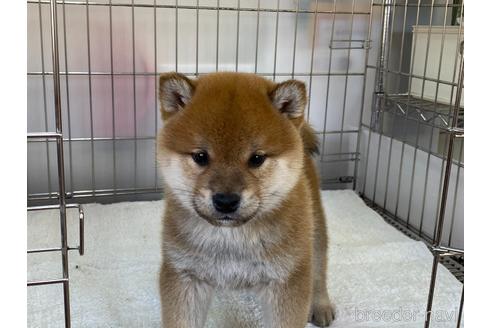 成約済の岡山県の柴犬-165663