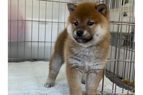 成約済の岡山県の柴犬-165664