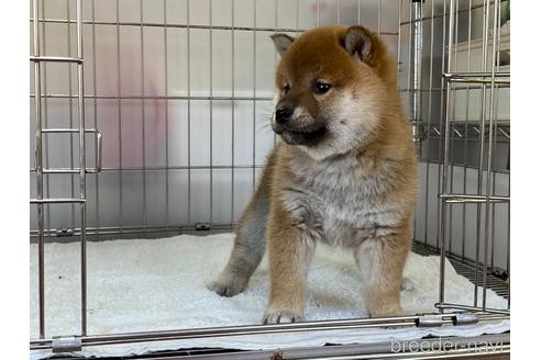 成約済の岡山県の柴犬-165664の5枚目