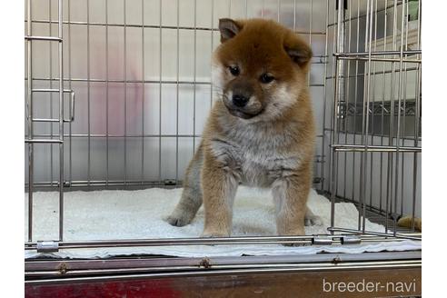 成約済の岡山県の柴犬-165664の2枚目