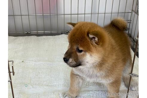 成約済の岡山県の柴犬-165664の3枚目