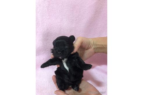 成約済の京都府のチワプー:チワワ×トイプードル-165685の1枚目