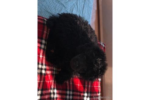 成約済の岐阜県のトイプードル-165740の2枚目