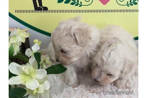 成約済の栃木県のマルプー:マルチーズ×トイプードル-165704