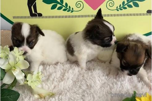 成約済の栃木県のパピヨン-165705