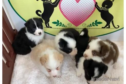 成約済の栃木県のボーダーコリー-165711の1枚目