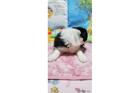 成約済の岩手県のボーダーコリー-165722の2枚目