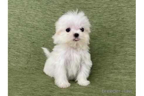 成約済の長野県のマルチーズ-165723の3枚目