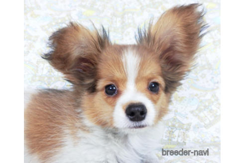 成約済の千葉県のパピヨン-159994の1枚目