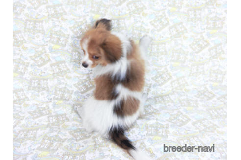 成約済の千葉県のパピヨン-159994の4枚目