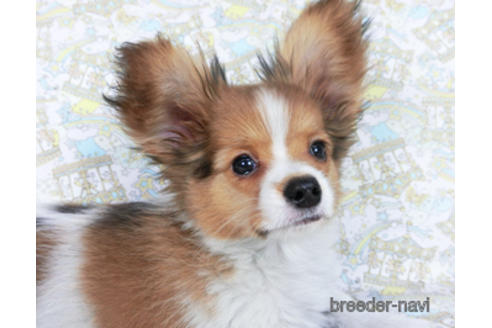 成約済の千葉県のパピヨン-159994の3枚目