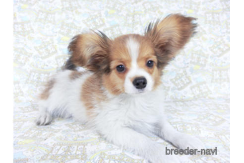 成約済の千葉県のパピヨン-159994の2枚目