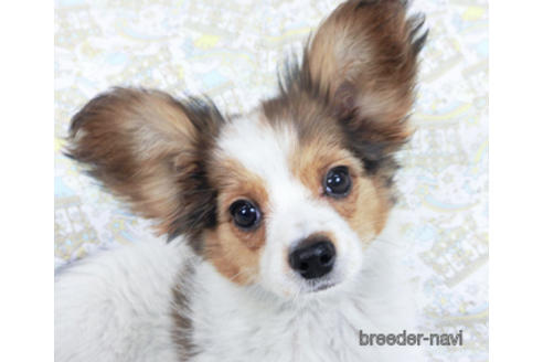 成約済の千葉県のパピヨン-159996の12枚目