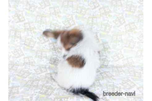 成約済の千葉県のパピヨン-159996の11枚目