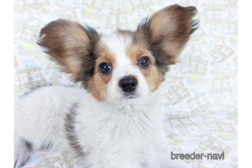 成約済の千葉県のパピヨン-159996の10枚目