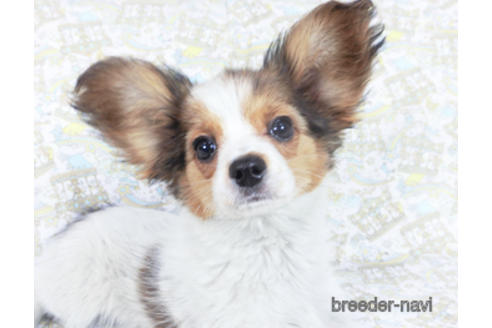 成約済の千葉県のパピヨン-159996の9枚目