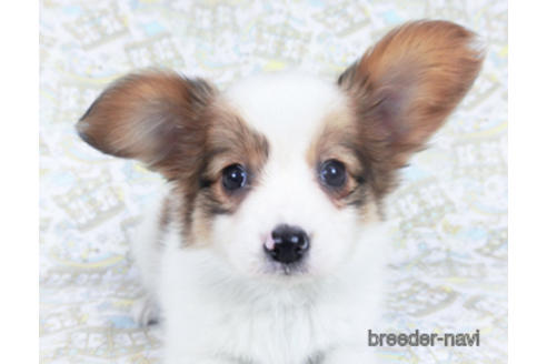 成約済の千葉県のパピヨン-162857の16枚目