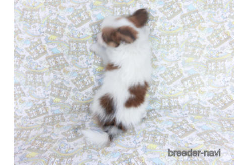 成約済の千葉県のパピヨン-162857の15枚目