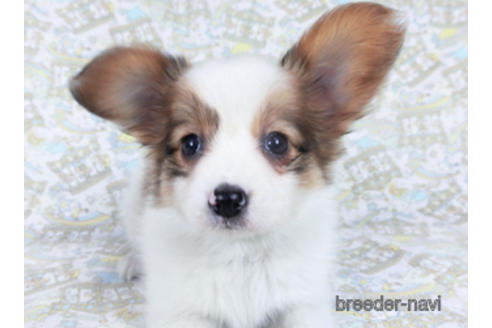 成約済の千葉県のパピヨン-162857の14枚目