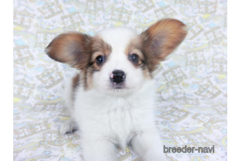 成約済の千葉県のパピヨン-162857の13枚目