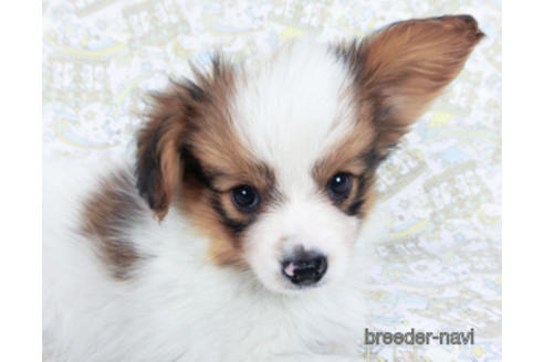 成約済の千葉県のパピヨン-162861の8枚目