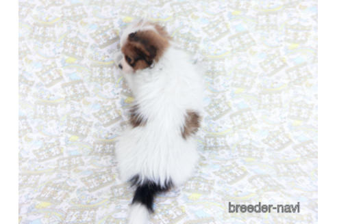 成約済の千葉県のパピヨン-162861の7枚目